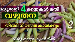 വഴുതന ഇങ്ങനെ കൃഷി ചെയ്താൽ നിറഞ്ഞ് കായ്ക്കും വഴുതന കൃഷി  Vazhuthana krishi  Brinjal cultivation [upl. by Isabella]