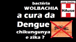 bactéria wolbachia a cura da dengue zika e chikungunya com Dr Maél no canal Doctor HAuse [upl. by Napoleon]