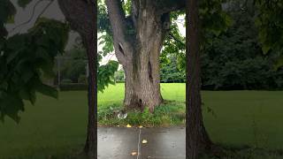 What is a Catalpa tree nature [upl. by Ardnaxela]