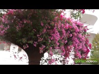 Central Garden  die Bougainvillea Skulpturen [upl. by Ogawa]