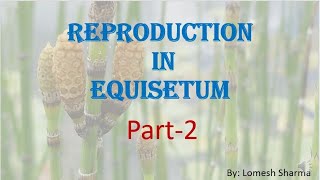 Equisetum  reproduction  and  life cycle  HPU BSc1st Year [upl. by Ecnav843]