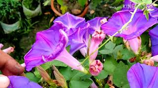 Grow Morning Glory in Containers for Great Results [upl. by Eliseo]