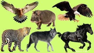 Learn Wild animal names and Sounds part 4 for Children In English [upl. by Kiri]