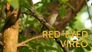 Redeyed Vireo [upl. by Gellman]