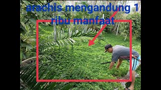 Manfaat rumput arachis pintoi [upl. by Eradis]