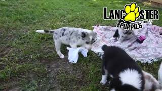 Family Friendly Anatolian Shepherd Hybrid Puppies [upl. by Beichner]