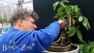 A Bonsai Transformation My Umbrella Tree The Bonsai Zone Dec 2021 [upl. by Hoisch296]