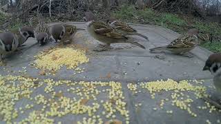 Sparrow Eating Birds Seeds On A Concrete Ground [upl. by Nwonknu222]