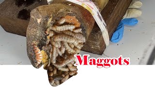 UM POUCO AGONIANTE quotMANOBRA REVERSAquot Toenails with Maggots Fungal Toenails in cows hoof IMG 0141 [upl. by Nomled]