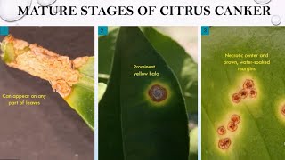 Research Division Citrus Canker Disease [upl. by Ainosal]