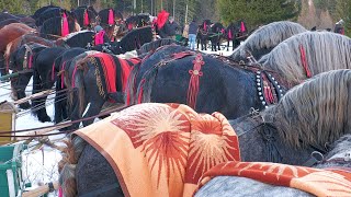 Armăsari de Top Oameni Gospodari Putna  Bucovina 21 Ianuarie 2024 [upl. by Joed405]