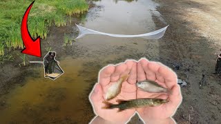 I Netted THOUSANDS of Stranded Fish From This Evaporating PUDDLE [upl. by Areht]