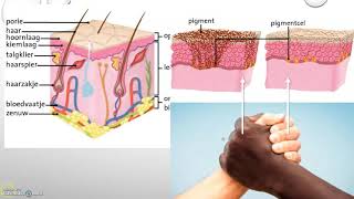 Leerjaar 2 gezondheid de huid [upl. by Noroj]