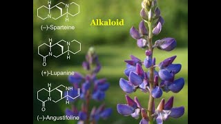 Alkaloids  Chemical compounds [upl. by Amled705]