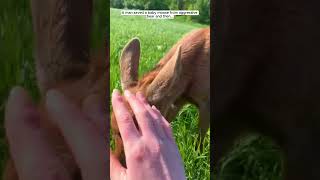 A man saved a baby moose from aggressive bear moose short [upl. by Ahsinyd]