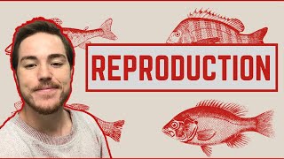 Ichthyology Lesson 6  Fish Reproduction [upl. by Naujled636]