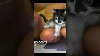 TINKER TOY WORLD SMALLEST CATI AM FACT TALKERSUBSCRIBE [upl. by Nautna]