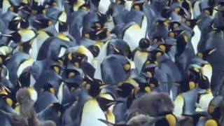 King Penguins  Attenborough Life in the Freezer  BBC Earth [upl. by Cattima]