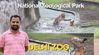 Delhi Zoo  National Zoological Park  Tiger attack [upl. by Collier]