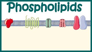 Phospholipids  Structure amp function  distribution and effect on cellular physiology [upl. by Mundy]