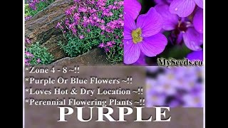 Purple Rockcress  Aubrieta deltoidea FLOWER SEEDS on wwwMySeedsCo [upl. by Aihsital]