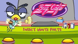 Insect Mouth Parts [upl. by Terry724]