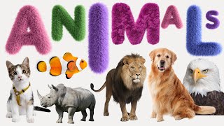 Animal  List of Animals  Name of Animals  500 Animals Name in English from A to Z [upl. by Aneloc]