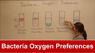 Bacteria Oxygen Requirements [upl. by Cowley256]