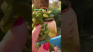 SUCULENTA PENDENTE Peperomia Hope shortsyoutube videos plantas suculentas houseplants flores [upl. by Glover]