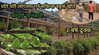 स्कुस खेति बारेमा सम्पूर्ण जानकारी1 चोटी बनाएपछि 3 बर्ष ढुक्क viral villagelifeofnepal chayote [upl. by Nonac]