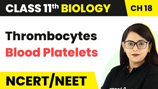 Thrombocytes Blood Platelets  Body Fluids And Circulation  Class 11 Biology [upl. by Brunn]