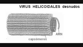 Biología  Virus Morfología [upl. by Maris]