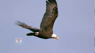 Slow Motion Bald Eagle Stock Footage Clip [upl. by Aneed]