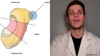 Scaphoid Fractures  Dont miss this [upl. by Bergmann]