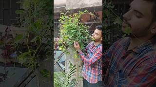 Grow Aprajita plant for free  फ्री में लगाए अपराजिता के फूल 🌿 shorts viral trending gardening [upl. by Survance390]