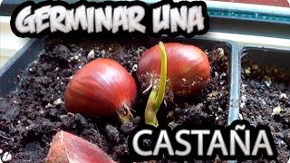 Como Germinar Una Castaña Super sencillo y Exito Total  La Huertina De Toni [upl. by Elgna]