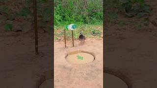 Creative Beautiful Bird Trap youtubeshorts [upl. by Ahsemik]