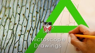 Microscope Drawings  Biology Alevel [upl. by Akyre150]