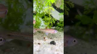 Notropis chrosomus  Regenbogenelritze 5 bis 6 cm zierfischeonline zierfischversand fishgohome [upl. by Ani]