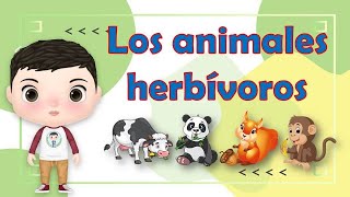 Los ANIMALES HERBIVOROS y su clasificacion para niños de primaria alimentacion de los animales [upl. by Augusta996]