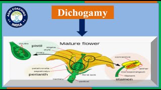 What is Dichogamy amp its types  Protandry amp Protogyny  General Plant Breeding [upl. by Mcintyre539]