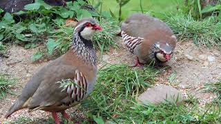 Red Legged Partridge [upl. by Seltzer]