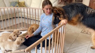 German Shepherd Meets Puppies for The First Time [upl. by Nosnev]