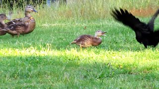 Angry Baby Duckling Attacks Crow [upl. by Orgel]