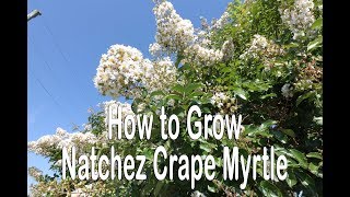 How to grow Natchez Crape Myrtle White Flowering Crape Myrtle with CinnamonBrown Bark [upl. by Navad]