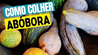 COMO COLHER ABÓBORA  Tanta Coisa Boa Acontecendo Tanto Pé de Fruta Produzindo roça colheita [upl. by Freudberg410]