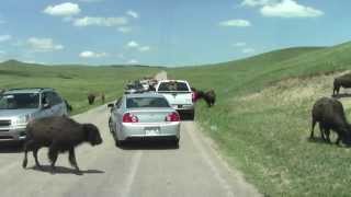 Wildlife Loop Road Custer State Park South Dakota [upl. by Akenet999]