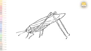 Bush Katydid drawing  Bush crickets drawings  How to draw Bush Katydid step by step  Insects art [upl. by Adiam238]