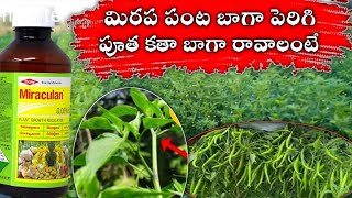 Triacontanol 005� Miraculan మిరపలోtriacontanolఎలావాడాలి మిరపపంటపెరగడానికి [upl. by Retepnhoj]