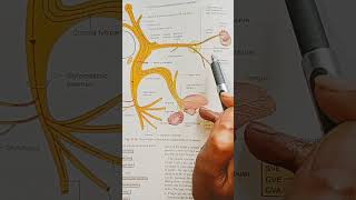 Greater petrosal Nervebranch of facial nerve anatomy bdchaurasia medicalstudents [upl. by Kristien]